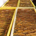 干しイモ　　240115 (1 - 1)